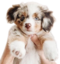 AustralianShepherdPRESENT emote for Discord