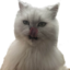 avalaLick emote for Discord