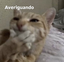 Averiguando emote for Discord