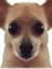 awkstare emote for Discord