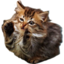 Awiens emote for Discord