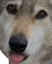 awablep emote for Discord