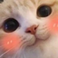 blushCat emote for Discord