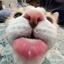 blep emote for Discord