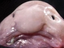 Blobfish emote for Discord