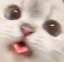 BlepCat emote for Discord