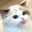 bleh emote for Discord