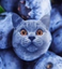 BLUEBERRYCAT emote for Discord
