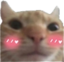 blushingKot emote for Discord