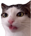 blep static emote for Discord, Twitch and Slack