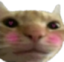 BlushCat emote for Discord