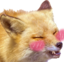 blushFox emote for Discord