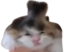 blubuhsijfdahs emote for Discord