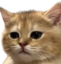 BlankCat emote for Discord