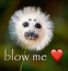 BlowMe emote for Discord