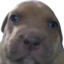 blackith3whar emote for Discord