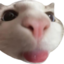Blooh emote for Discord