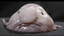 blobFISH emote for Discord