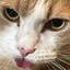 BLEP emote for Discord