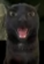 blackiCat emote for Discord