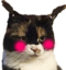 blushe emote for Discord