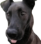 blem emote for Discord