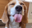 BLEHHHHbutdog emote for Discord
