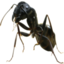 BlackAnt emote for Discord