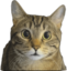 Blawg emote for Discord