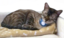 BluSleepy emote for Discord