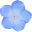 blueFlower emote for Discord