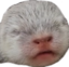 BlindBabyOtter emote for Discord