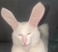 BnnuyCatMewing emote for Discord