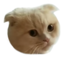 bnksweird emote for Discord