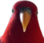 birbstare2 emote for Discord