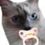 BinkyCat emote for Discord