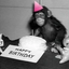 BirthdayMONKE emote for Discord