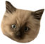 biscotti emote for Discord