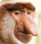 BigNoseMonkey emote for Discord