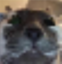 Bitcat emote for Discord