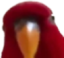 birbstare1 emote for Discord