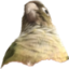 Birb emote for Discord