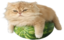BigFluffyCatOnWatermelo emote for Discord