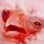 birdRAGE emote for Discord