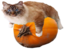 BigFluffyCatOnPumpkin emote for Discord