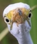 birbwhere emote for Discord