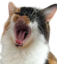 bigyawn emote for Discord