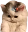 bibi emote for Discord