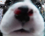 bigguySTARE emote for Discord