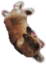 BiszkoptChill emote for Discord
